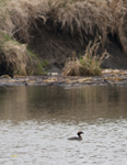Horned Grebe